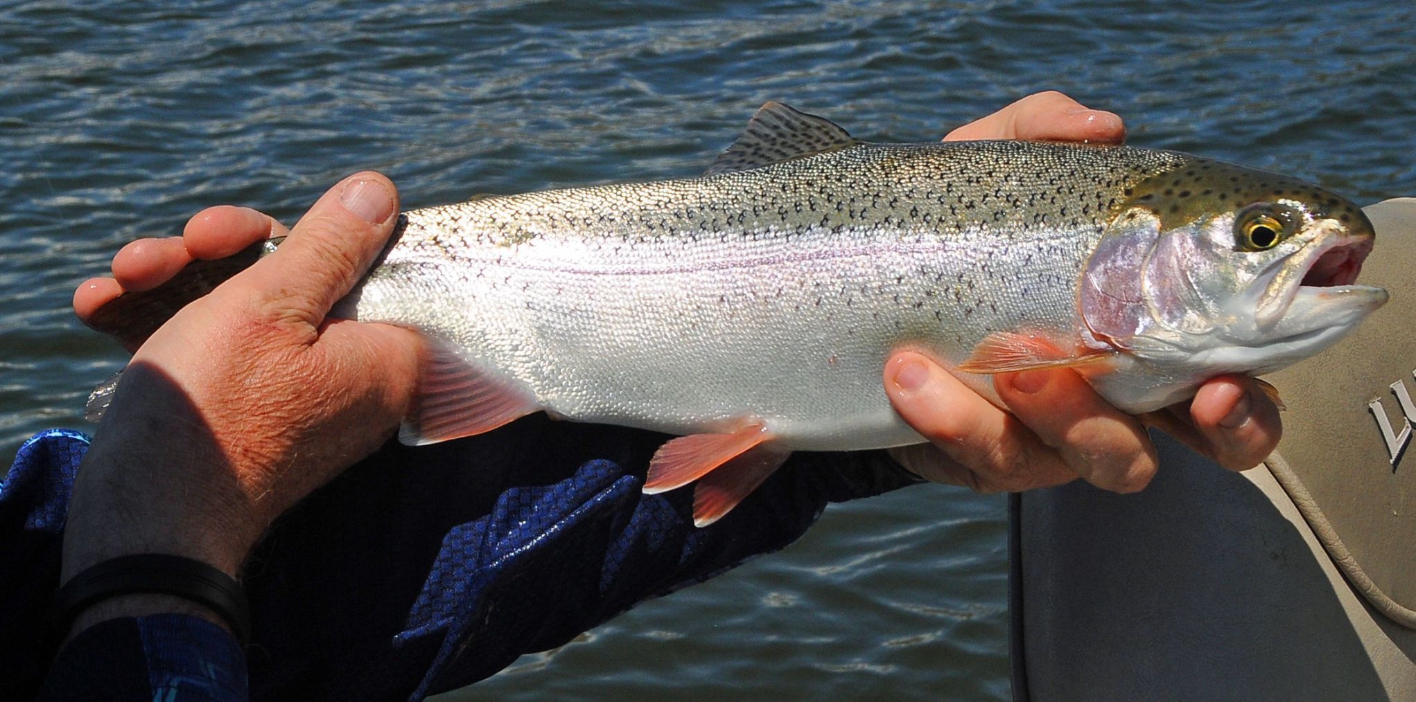 Strong trout